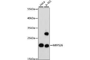 Western blot analysis of extracts of various cell lines, using MRPS26 antibody.