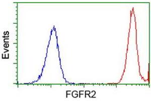 Image no. 2 for anti-Fibroblast Growth Factor Receptor 2 (FGFR2) antibody (ABIN1498249) (FGFR2 anticorps)