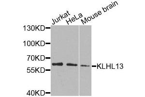 Western blot analysis of extracts of various cell lines, using KLHL13 antibody (ABIN6003698) at 1/1000 dilution. (KLHL13 anticorps)