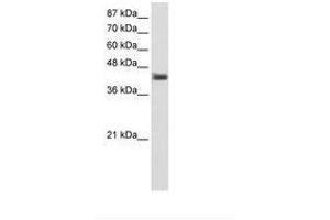 Image no. 1 for anti-POU Domain, Class 4, Transcription Factor 1 (POU4F1) (C-Term) antibody (ABIN202480)