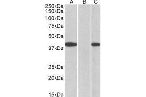 Western Blotting (WB) image for anti-Fanconi Anemia, Complementation Group F (FANCF) (C-Term) antibody (ABIN2464565) (FANCF anticorps  (C-Term))