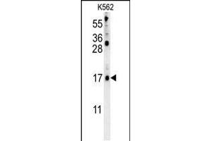 LCE2B Antibody (C-term) (ABIN653985 and ABIN2843927) western blot analysis in K562 cell line lysates (35 μg/lane). (LCE2B anticorps  (C-Term))