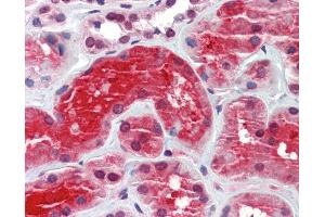 Anti-CRYM antibody IHC staining of human kidney.