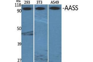 Western Blot (WB) analysis of specific cells using AASS Polyclonal Antibody. (AASS anticorps  (Internal Region))