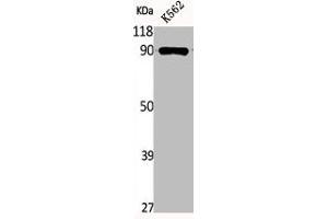 Western Blot analysis of K562 cells using Phospho-HSP90β (S254) Polyclonal Antibody (HSP9AB1 (pSer254) anticorps)