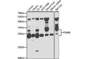 Western blot analysis of extracts of various cell lines, using PSMB8 antibody.