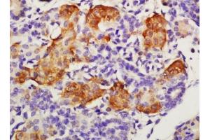 Tissue/cell: mouse embryo tissue, 4% Paraformaldehyde-fixed and paraffin-embeddedAntigen retrieval: citrate buffer (0.