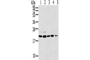 Western Blotting (WB) image for anti-Tumor Protein D52-Like 1 (TPD52L1) antibody (ABIN2427445) (TPD52L1 anticorps)