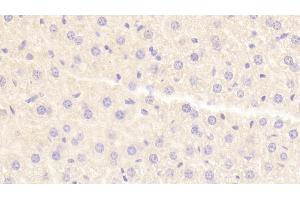 Detection of HRG in Mouse Liver Tissue using Polyclonal Antibody to Histidine Rich Glycoprotein (HRG) (HRG anticorps  (AA 93-328))