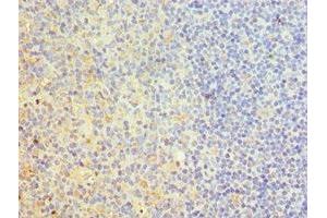 Immunohistochemistry of paraffin-embedded human tonsil tissue using ABIN7173837 at dilution of 1:100