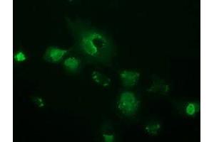 Immunofluorescence (IF) image for anti-OTU Domain, Ubiquitin Aldehyde Binding 2 (OTUB2) antibody (ABIN1499940) (OTUB2 anticorps)