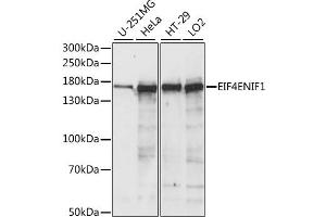 Western blot analysis of extracts of various cell lines, using EIF4ENIF1 antibody (ABIN6289976) at 1:1000 dilution. (EIF4ENIF1 anticorps)