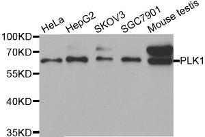 Western blot analysis of extracts of various cell lines, using PLK1 antibody. (PLK1 anticorps)