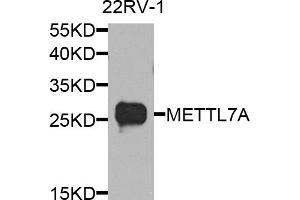 Western blot analysis of extracts of 22Rv1 cells, using METTL7A antibody. (METTL7A anticorps)