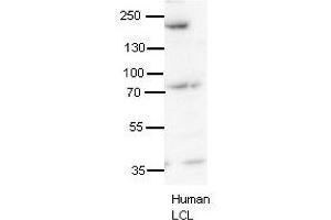 SYNJ1 antibody - N-terminal region  validated by WB using human LCL at 1:1000. (Synaptojanin 1 anticorps  (N-Term))