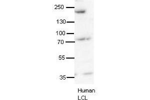 SYNJ1 antibody - N-terminal region  validated by WB using human LCL at 1:1000. (Synaptojanin 1 anticorps  (N-Term))