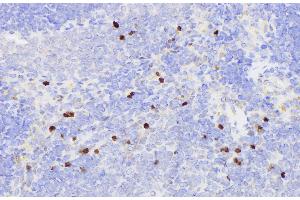 Immunohistochemistry of paraffin-embedded Rat spleen using SERPINB2 Polycloanl Antibody at dilution of 1:200
