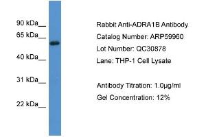 WB Suggested Anti-ADRA1B  Antibody Titration: 0. (ADRA1B anticorps  (C-Term))