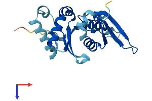 AlphaFold protein structure predicition of Mouse Recombinant Rps7 Protein, UniprotID P62082
