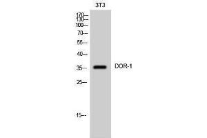 Western Blotting (WB) image for anti-Opioid Receptor, delta 1 (OPRD1) (C-Term) antibody (ABIN3174812) (OPRD1 anticorps  (C-Term))