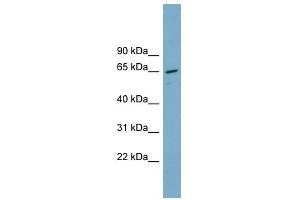 PPP2R1A antibody used at 1 ug/ml to detect target protein. (PPP2R1A anticorps)