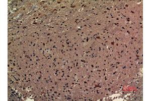 Immunohistochemistry (IHC) analysis of paraffin-embedded Mouse Brain, antibody was diluted at 1:100. (RRP7A anticorps  (C-Term))