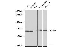 Western blot analysis of extracts of various cell lines using PTPRN Polyclonal Antibody at dilution of 1:1000. (PTPRN anticorps)