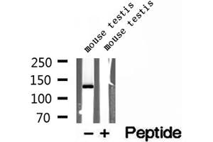Western blot analysis of extracts of mouse testis tissue, using NASP antibody. (NASP anticorps  (C-Term))