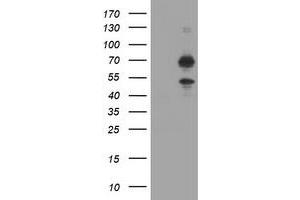 Image no. 2 for anti-tRNA Methyltransferase 2 Homolog A (TRMT2A) antibody (ABIN1501520) (TRMT2A anticorps)