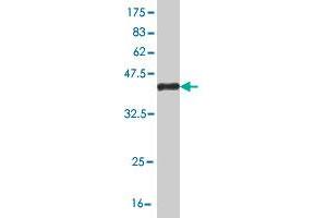 Western Blot detection against Immunogen (36. (FAIM3 anticorps  (AA 124-223))