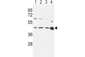 CCR7 antibody western blot analysis in 293 (lane 1), Ramos (2), MDA-MB231 (3) cell line and mouse spleen tissue (4) lysate. (CCR7 anticorps  (AA 11-37))