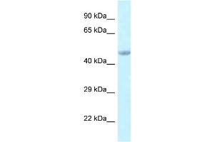 WB Suggested Anti-Eed Antibody   Titration: 1. (EED anticorps  (C-Term))