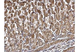 IHC-P Image DDX6 antibody detects DDX6 protein at cytoplasm on mouse stomach by immunohistochemical analysis. (DDX6 anticorps  (Center))