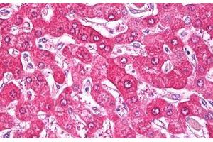 Anti-NDUFS7 antibody IHC staining of human liver. (NDUFS7 anticorps  (AA 58-68))