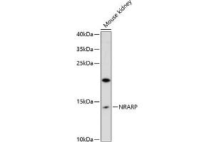 Western blot analysis of extracts of mouse kidney, using NRARP antibody (ABIN6133041, ABIN6144838, ABIN6144839 and ABIN6216665) at 1:3000 dilution. (NRARP anticorps  (AA 1-114))