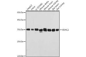 Western blot analysis of extracts of various cell lines, using VD antibody (ABIN7271337) at 1:500 dilution. (VDAC2 anticorps  (AA 1-100))