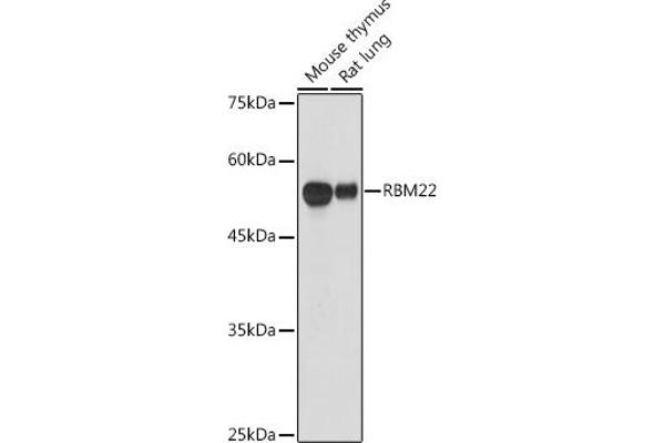 RBM22 anticorps  (AA 1-230)