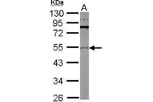 WB Image Sample (30 ug of whole cell lysate) A: Drosophila lysate 10% SDS PAGE antibody diluted at 1:1000 (TUBB2A anticorps)
