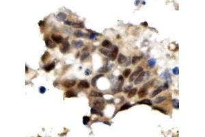 IHC analysis of OGT using anti-OGT antibody (ABIN3043893). (OGT anticorps  (C-Term))
