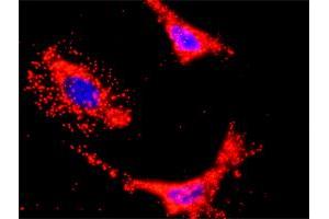 Proximity Ligation Analysis of protein-protein interactions between HCK and PIK3CB.