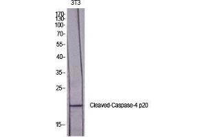 Western Blot (WB) analysis of specific cells using Cleaved-Caspase-4 p20 (Q81) Polyclonal Antibody. (Caspase 4 p20 (cleaved), (Gln81) anticorps)