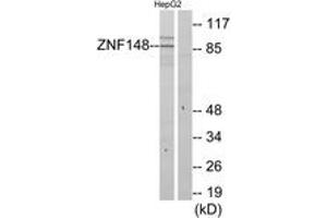 Western blot analysis of extracts from HepG2 cells, using ZNF148 Antibody.