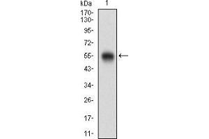 Fig. (CD200 anticorps  (AA 56-257))