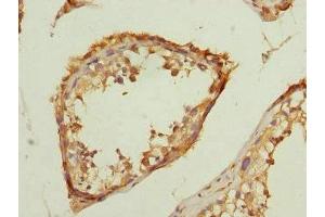 Immunohistochemistry of paraffin-embedded human testis tissue using ABIN7172974 at dilution of 1:100 (TMED1 anticorps  (AA 35-190))