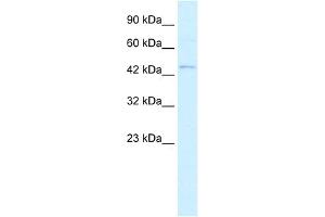 WB Suggested Anti-RNF36 Antibody Titration:  0. (TRIM69 anticorps  (N-Term))