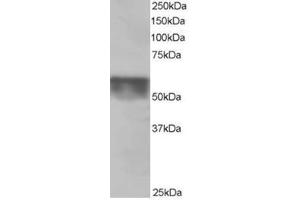 Image no. 3 for anti-Karyopherin (Importin) alpha 4 (KPNA4) (C-Term) antibody (ABIN374394) (KPNA4 anticorps  (C-Term))
