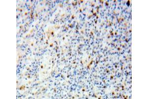 Used in DAB staining on fromalin fixed paraffin-embedded spleen tissue