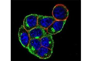 Confocal immunofluorescent analysis of Cyclin D antibody with HeLa cells followed by Alexa Fluor 488-conjugated goat anti-rabbit lgG (green).