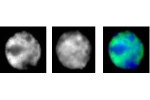 RNA pol II antibody (mAb) (Clone 1F4B6) tested by immunofluorescence. (POLR2F anticorps)