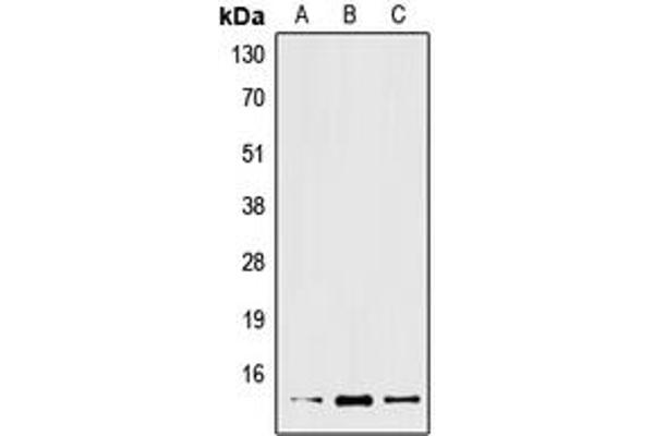 XCL2 anticorps  (Center)